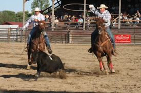 Team Roping a Steer